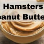 Can Hamsters Eat Peanut Butter?