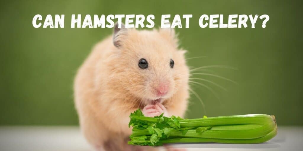 Can hamsters eat celery