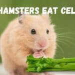 Can hamsters eat celery