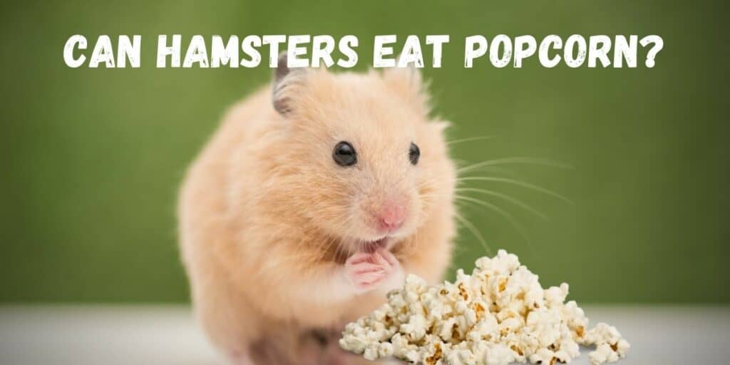 Can Hamsters Eat Popcorn? (Nutritionally Beneficial?) Hutch and Cage