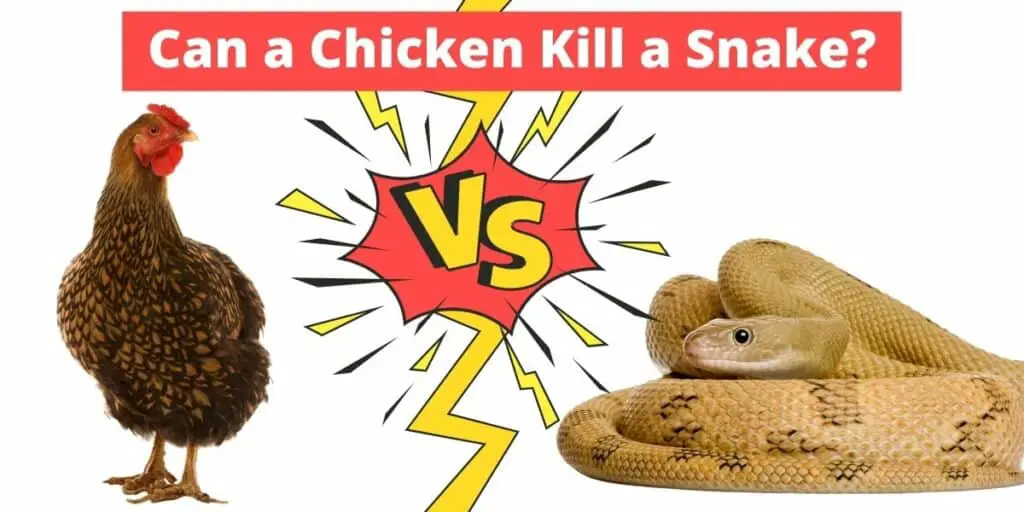 chickens kill snakes