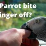 can parrots bite your finger off