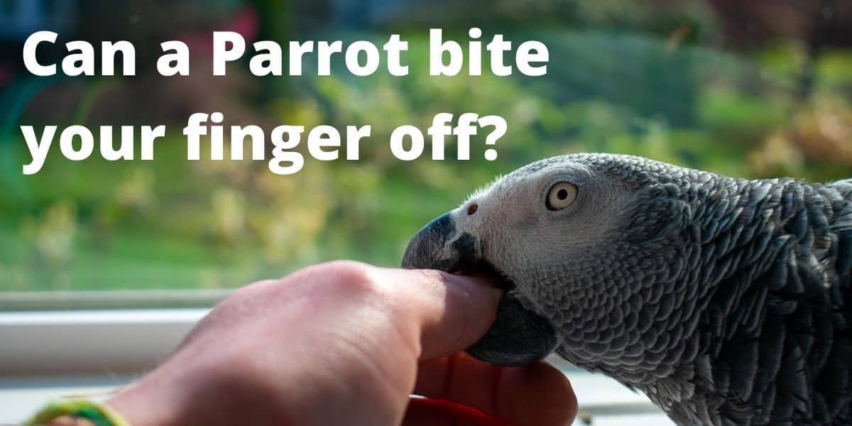 Can a parrot bite your finger off?