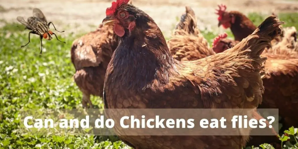 Do chickens eat flies ( What about other insects as well? ) Hutch and Cage