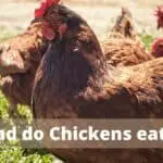 can chickens eat flies