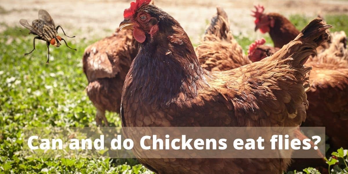 Do chickens eat flies ( What about other insects as well? )