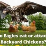 eagles eat or attack backyard chickens