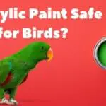 Is Acrylic Paint Safe for Birds