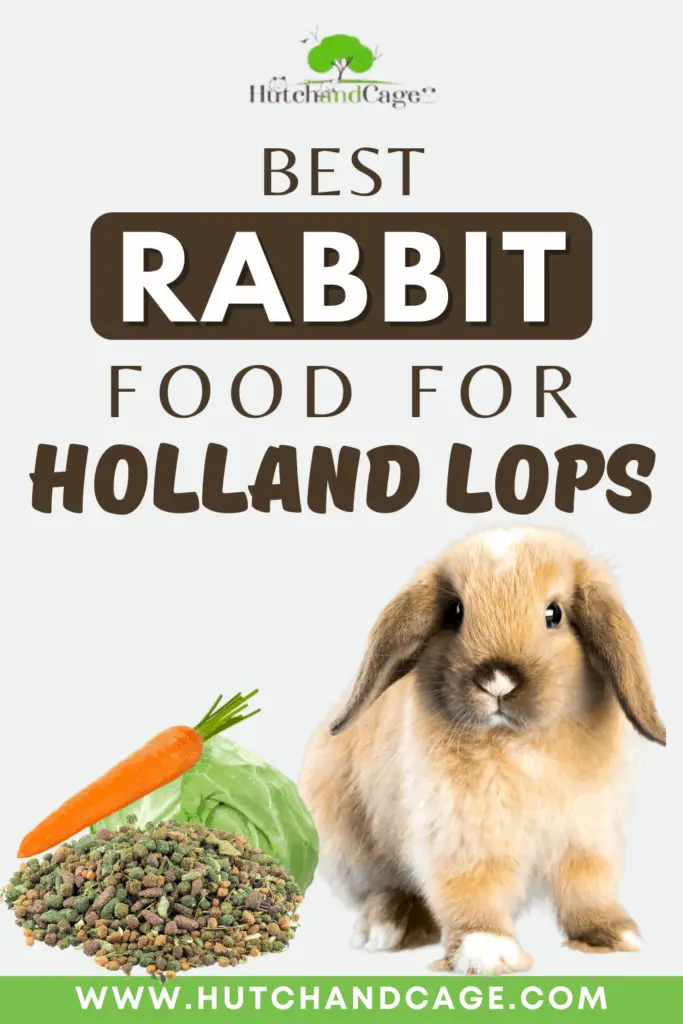 holland lop