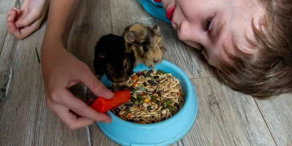 baby guinea pigs