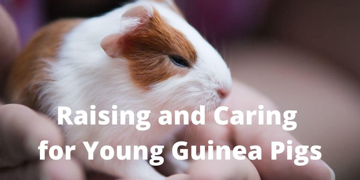 Raising and Caring for Young Guinea Pigs