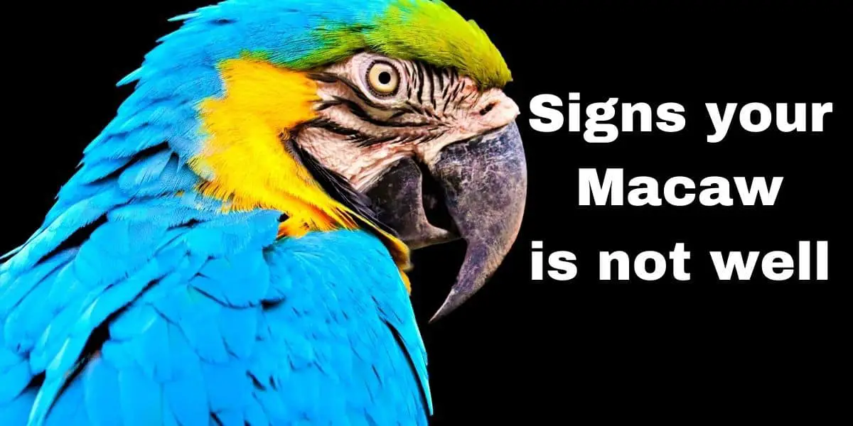 Macaw Body Language:  7 Signs All Is Not Well