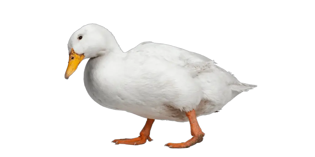 duck