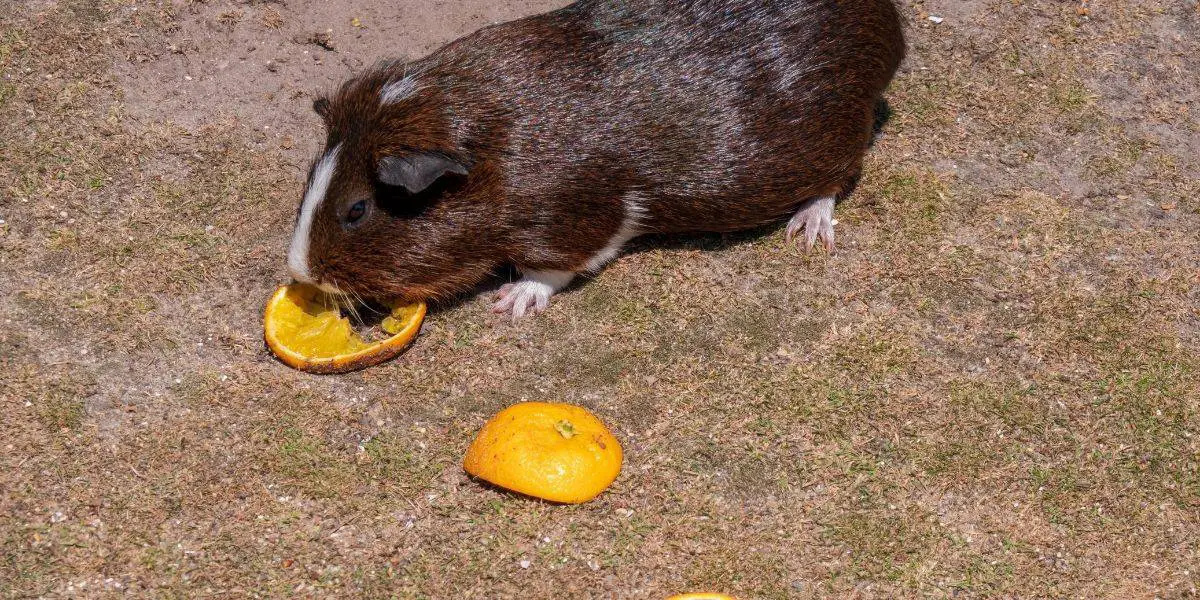 Can Guinea Pigs eat oranges ( Too much sugar? )