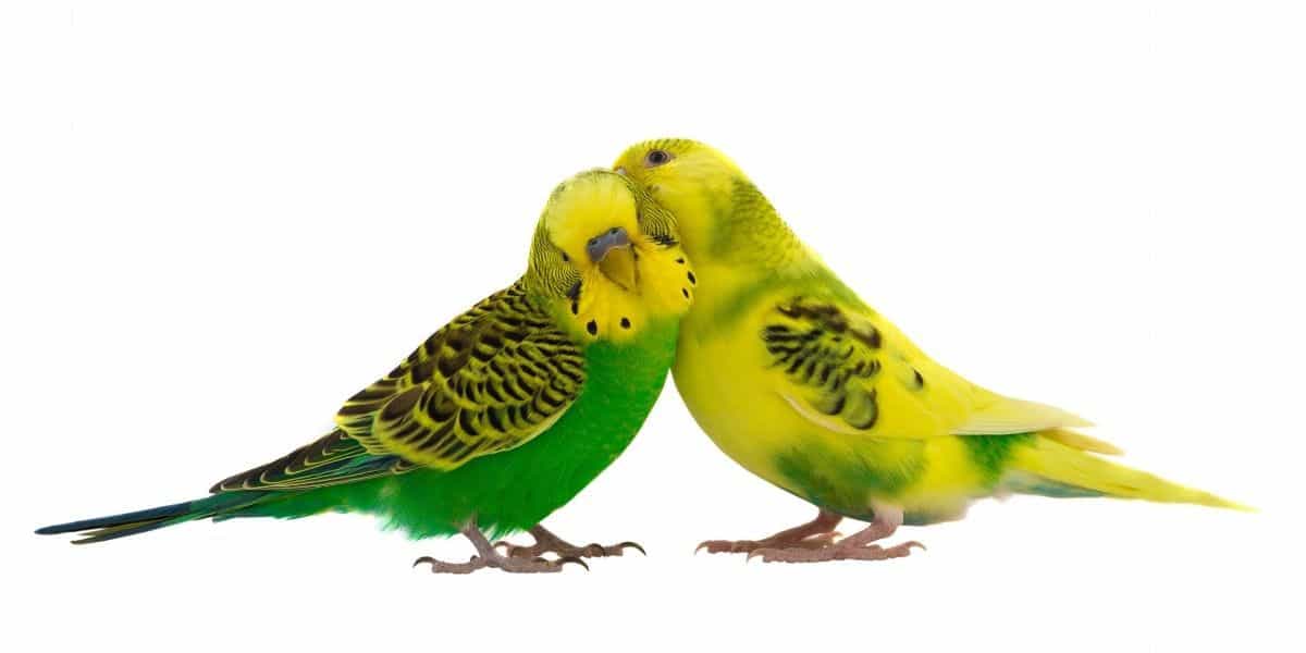 Budgies fighting or playing? ( Key signs )