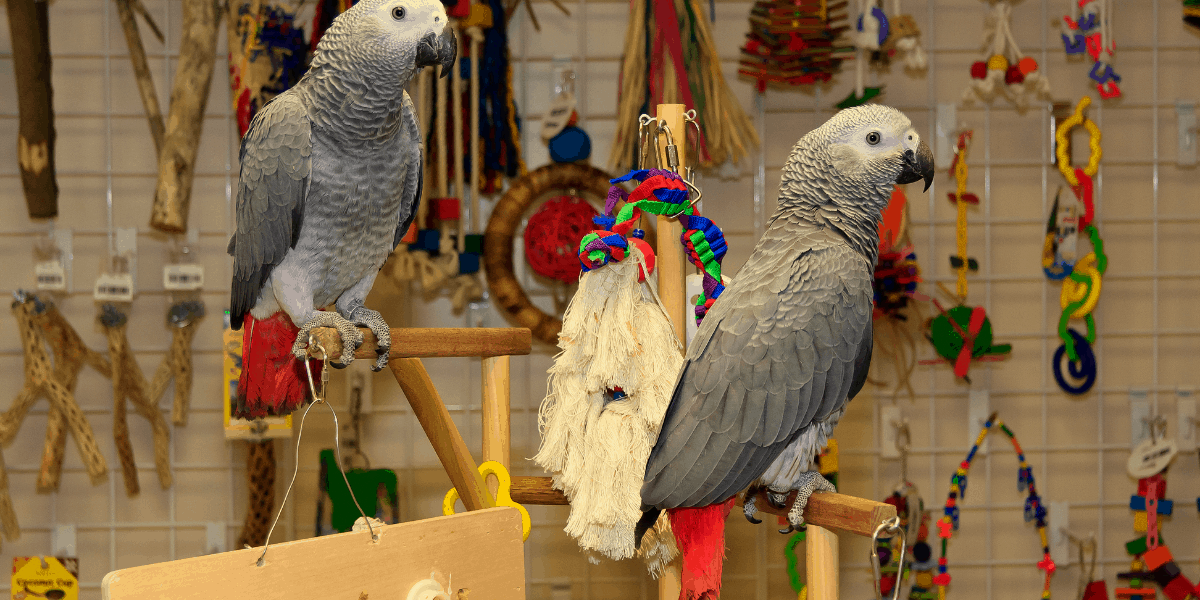 two African Grey Parrots