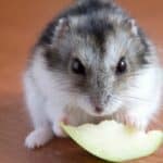 hamster eating an apple