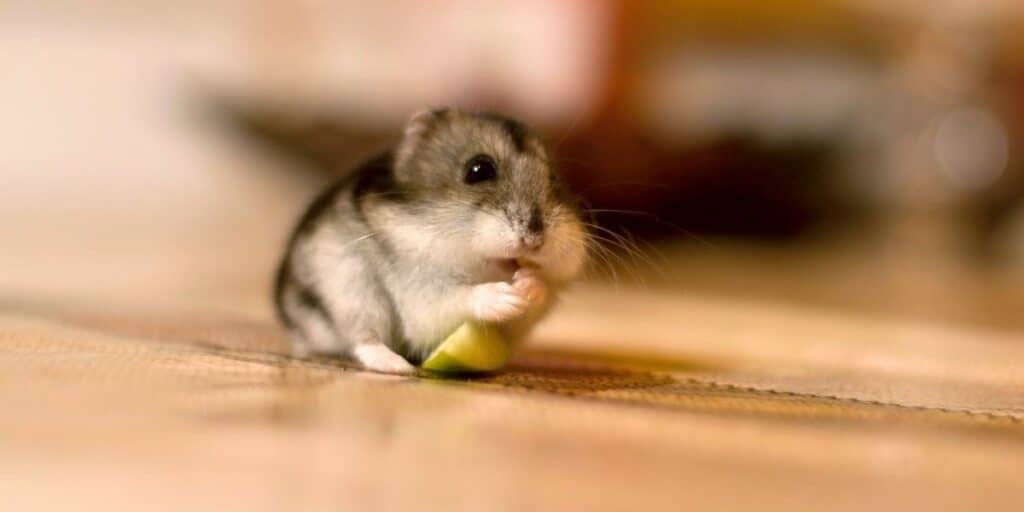 hamster eating apples