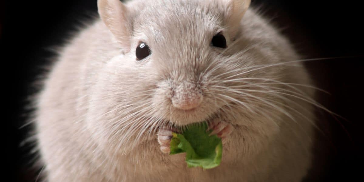 can hamsters eat spinach