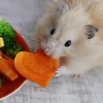Can Hamsters Eat Carrots