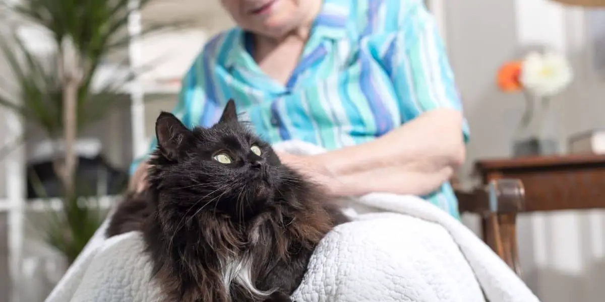 pets for the elderly