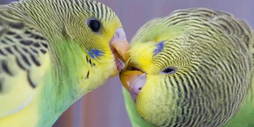 two budgies playing