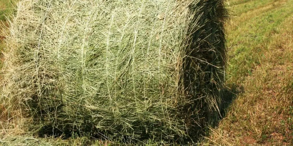 Types of hay