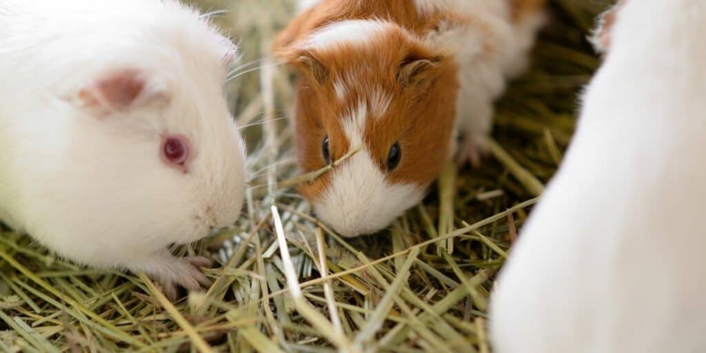 types of guinea pig hay