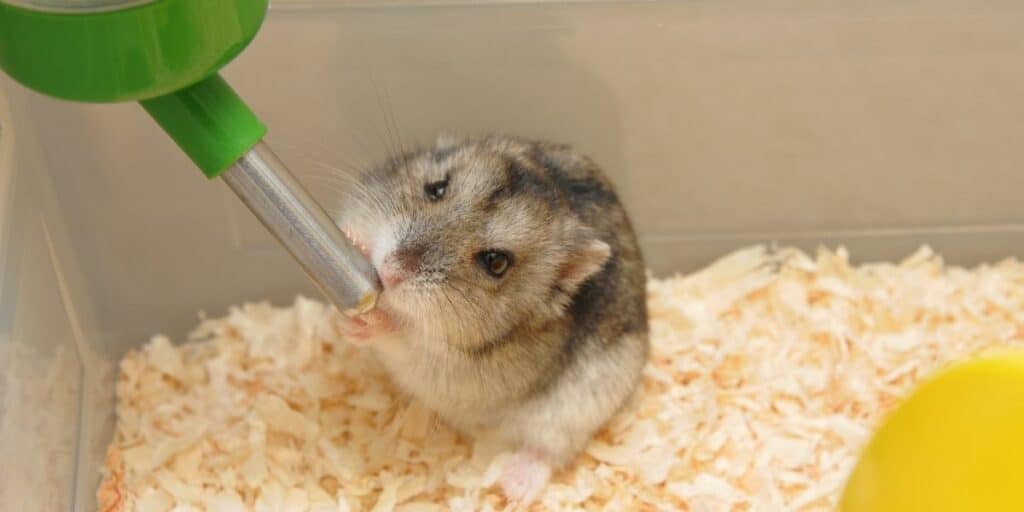 hamster drinking