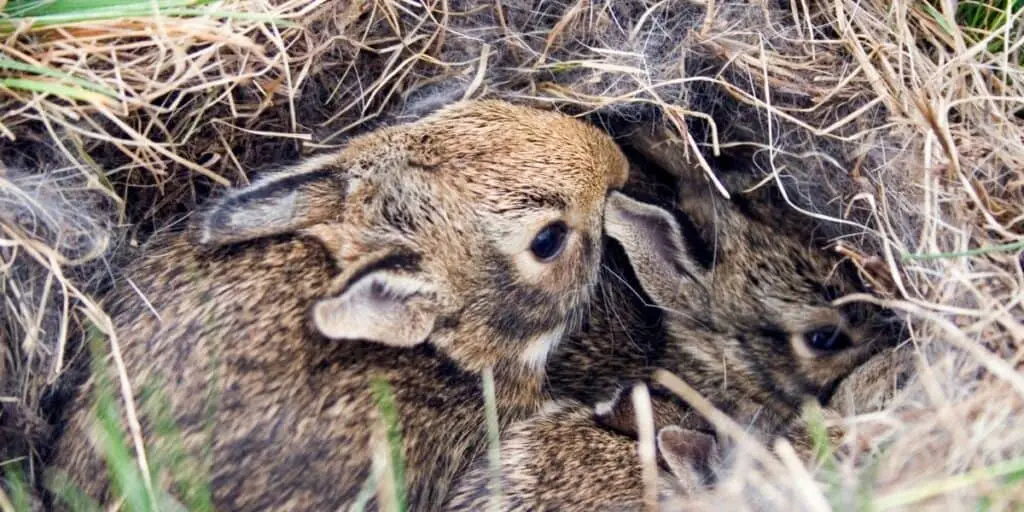 baby rabbit nest