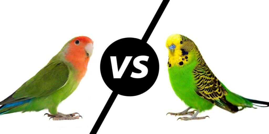 lovebird vs parakeet
