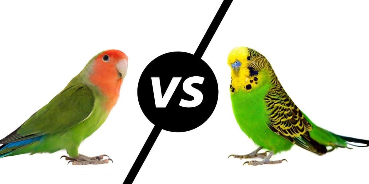 Differences Between Lovebirds and Parakeets
