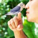 can lovebirds talk