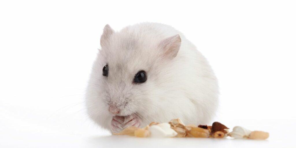 hamster eating nuts