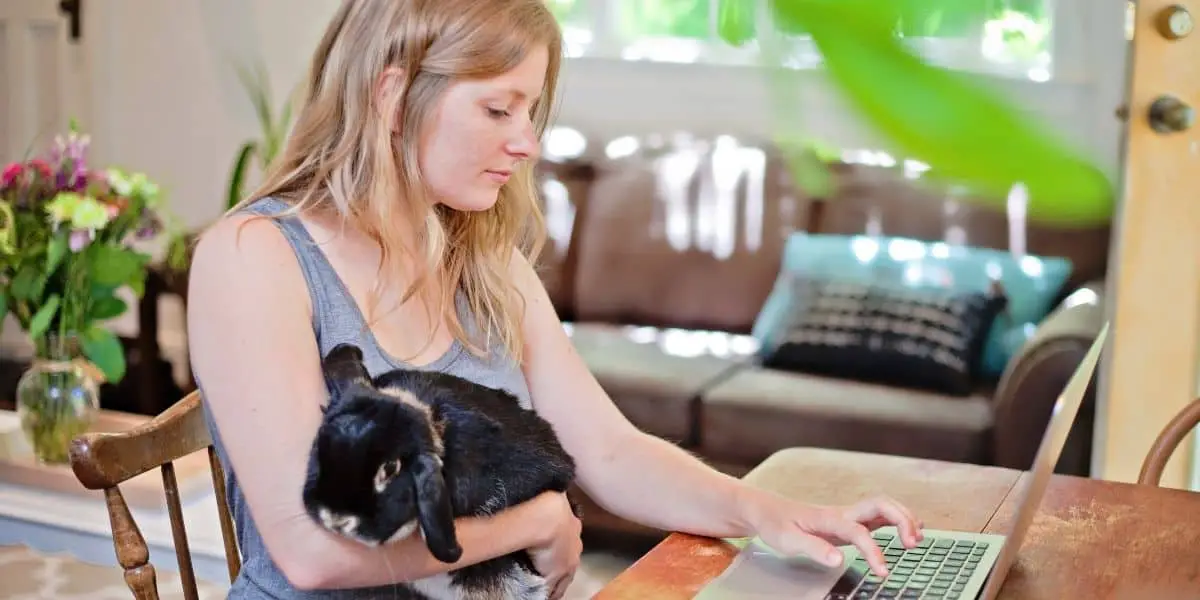 How Good Is A Rabbit’s Memory? ( You’ll be surprised )