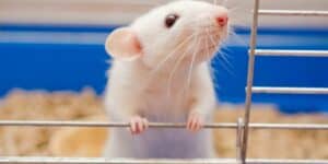 is aspen beeding safe for mice