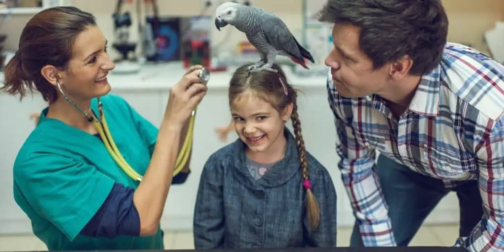 parrot at the vets