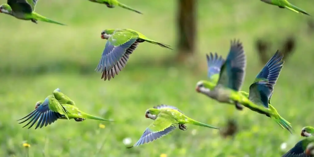 parrots flying