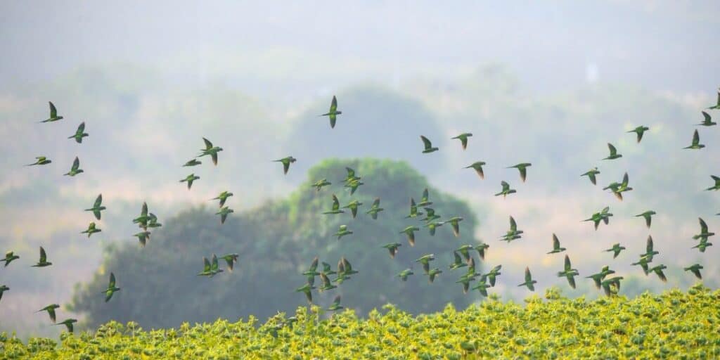 flock of parrots