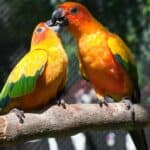 parrots kissing