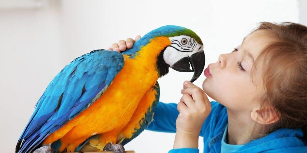 kissing a pet bird