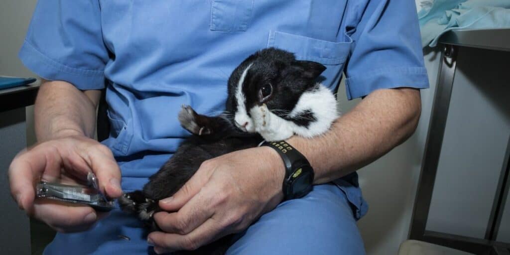 rabbits nails being cut by a vet