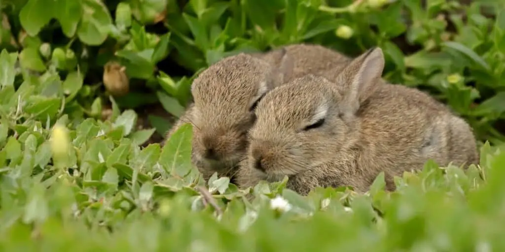 sleeping rabbits