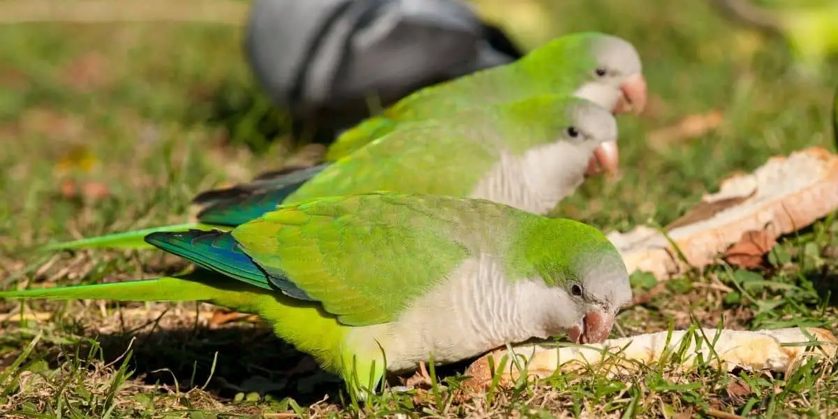 quaker parrots