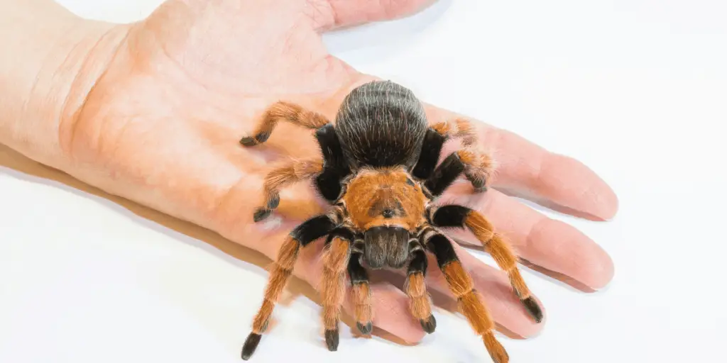 Tarantula