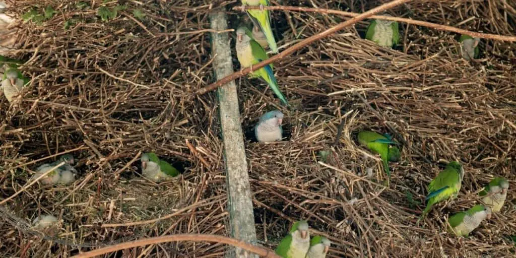 large flock of quaker parrots