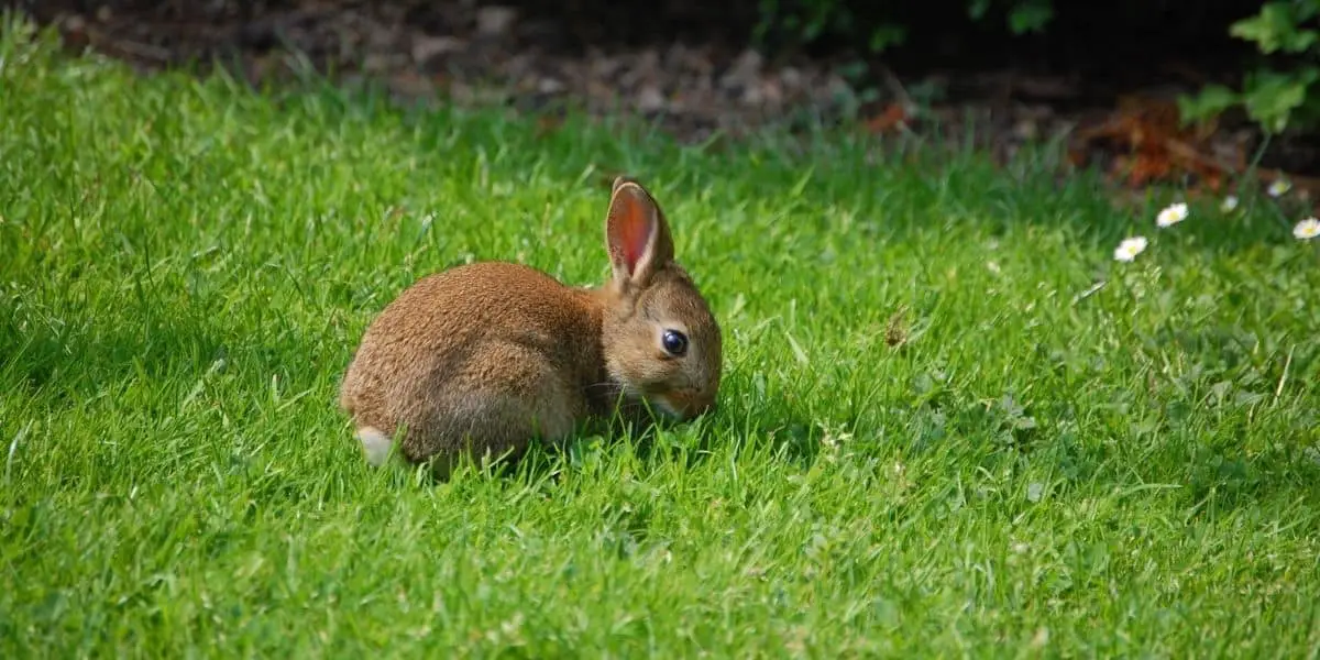 wild baby rabbit