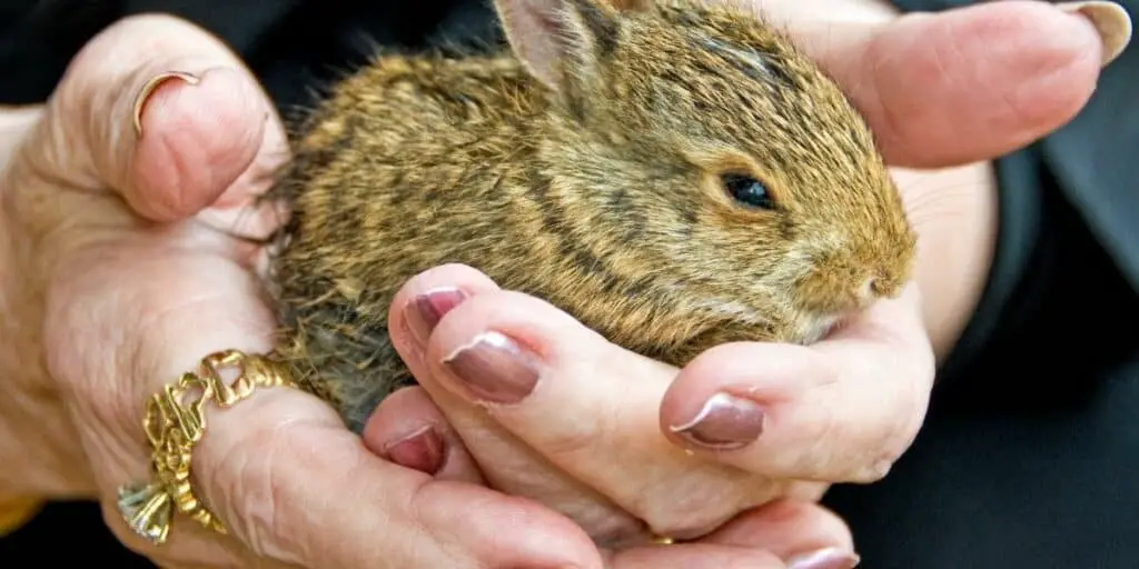 baby rabbit