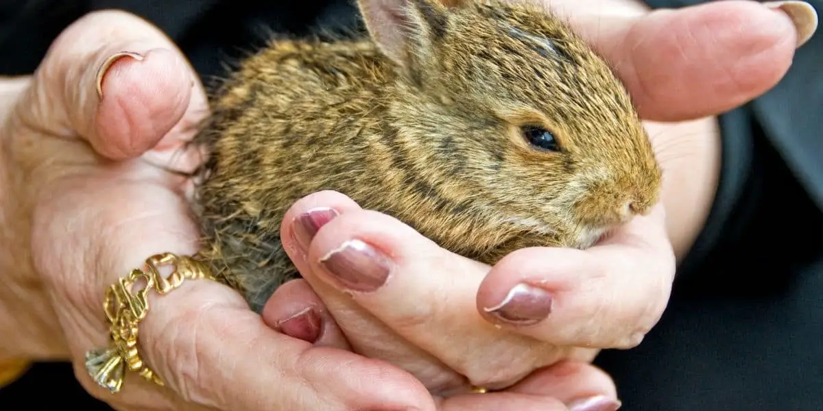 When do baby rabbits get teeth? | Hutch and Cage