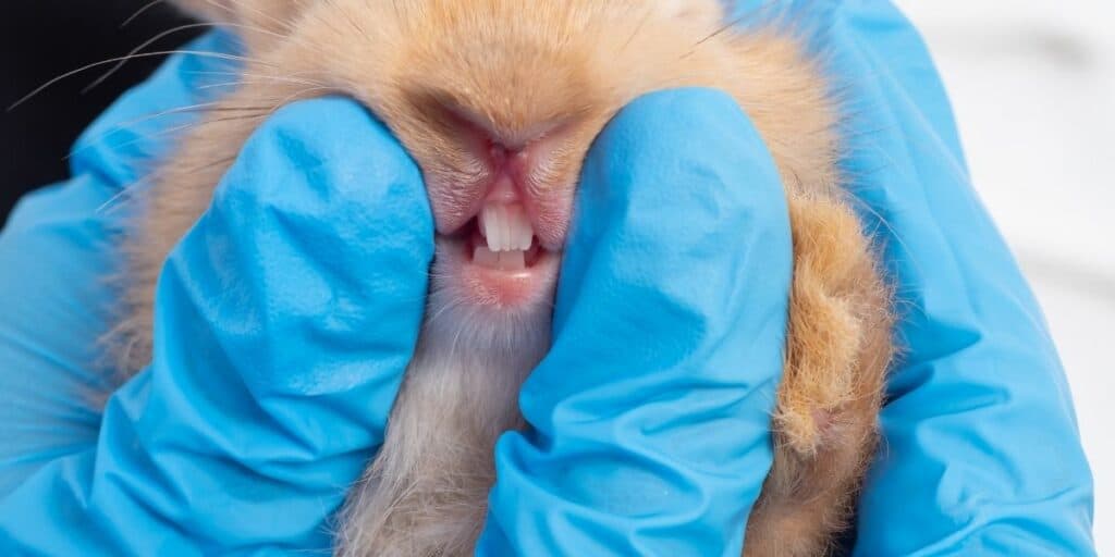 baby rabbit teeth